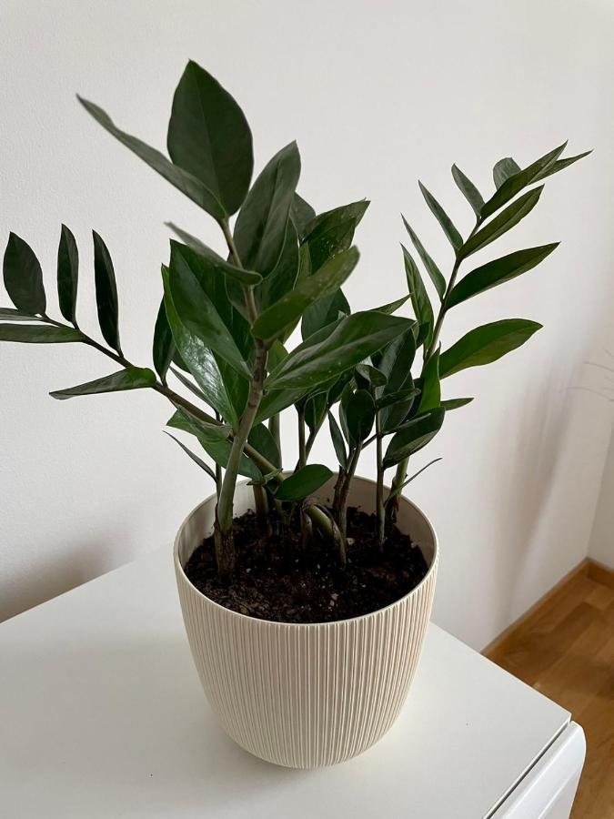 Paris Apartment -Free Private Parking Νόβι Σαντ Εξωτερικό φωτογραφία